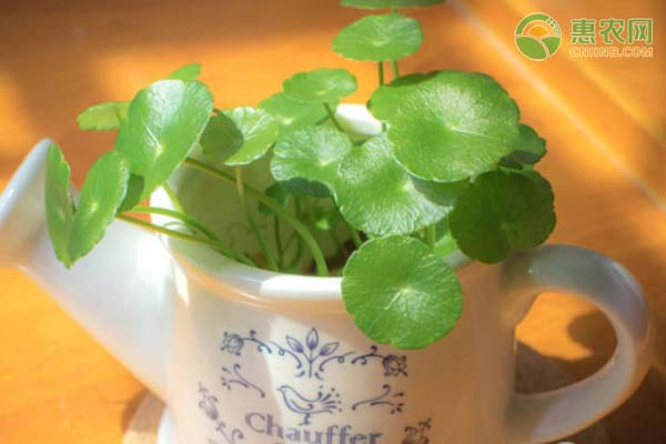 銅錢草葉子發(fā)黃是什么原因？銅錢草要如何正確養(yǎng)護(hù)？-圖片版權(quán)歸惠農(nóng)網(wǎng)所有