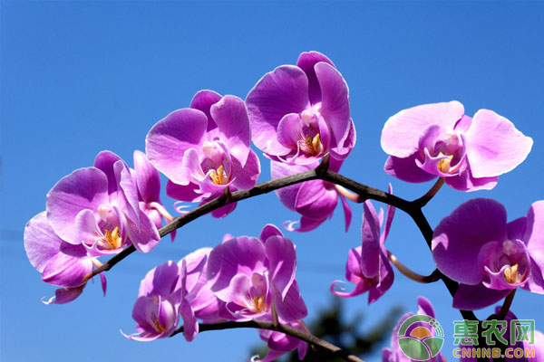 蝴蝶蘭開完花后怎么處理？-圖片版權(quán)歸惠農(nóng)網(wǎng)所有
