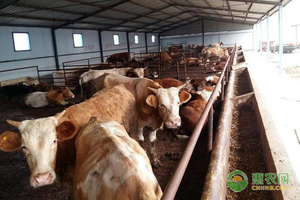 肉牛养殖的高效技术-图片版权归惠农网所有