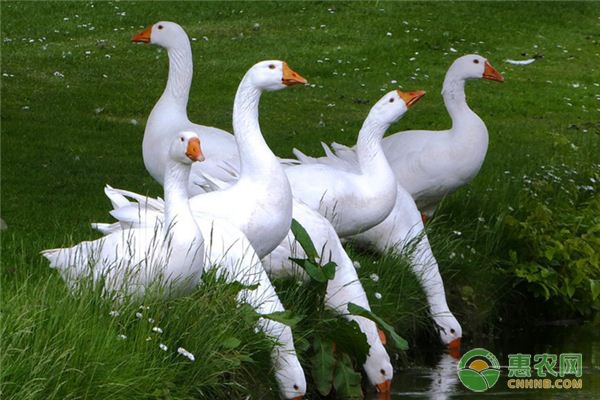 鵝的養(yǎng)殖方法和技術(shù)-圖片版權(quán)歸惠農(nóng)網(wǎng)所有