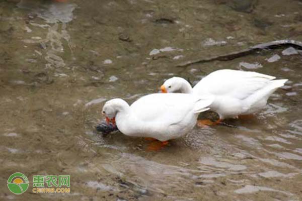 鵝的養(yǎng)殖方法和技術(shù)-圖片版權(quán)歸惠農(nóng)網(wǎng)所有