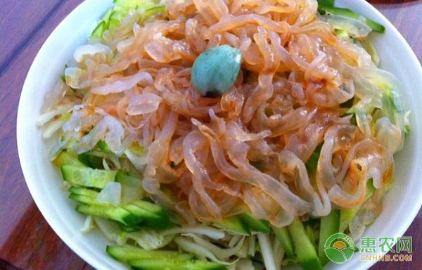 水母怎么養(yǎng)？這幾個(gè)步驟建議掌握好！-圖片版權(quán)歸惠農(nóng)網(wǎng)所有