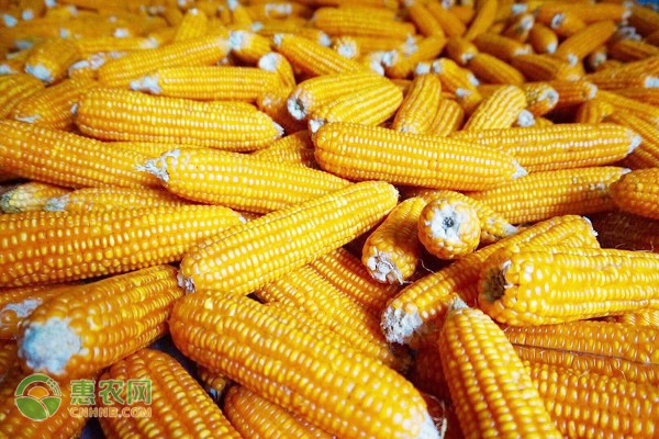 玉米价格涨至近5年高点！玉米的最新价格行情是怎样？