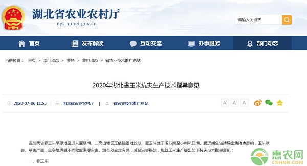 2020年湖北省玉米抗災生產技術指導意見-圖片版權歸惠農網所有