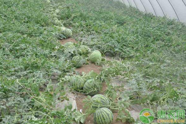 美都西瓜高产种植要点-图片版权归惠农网所有
