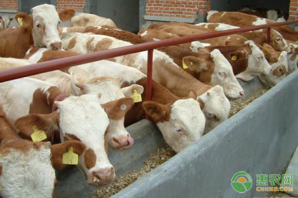 肉牛养殖的高效技术-图片版权归惠农网所有