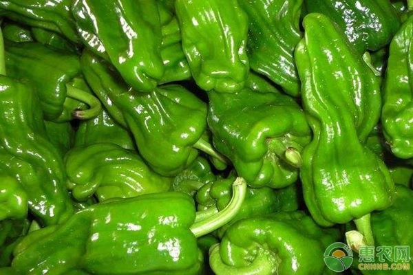 青椒多少钱一斤？常吃青椒有哪些好处？挑选青椒的方法