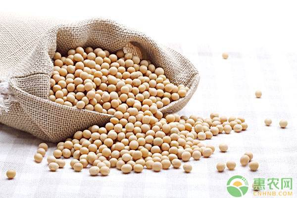 黃豆種植時間和技術(shù)-圖片版權(quán)歸惠農(nóng)網(wǎng)所有