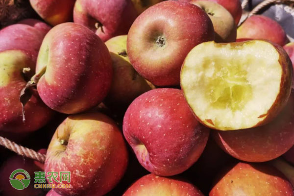 苹果什么季节成熟？