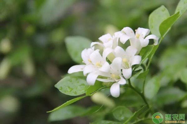 夜來香的養(yǎng)殖方法和注意事項-圖片版權(quán)歸惠農(nóng)網(wǎng)所有