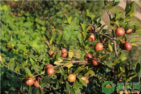 油茶種植管理技術(shù)-圖片版權(quán)歸惠農(nóng)網(wǎng)所有