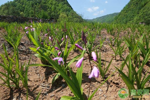 白芨种植技术与管理-图片版权归惠农网所有