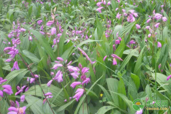 白芨种植技术与管理-图片版权归惠农网所有