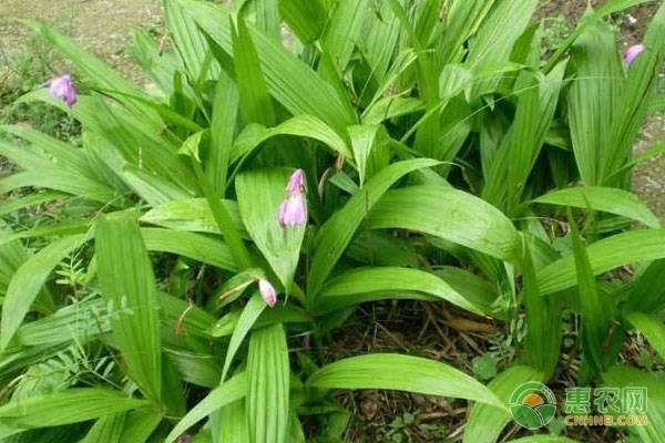 白芨种植技术与管理-图片版权归惠农网所有