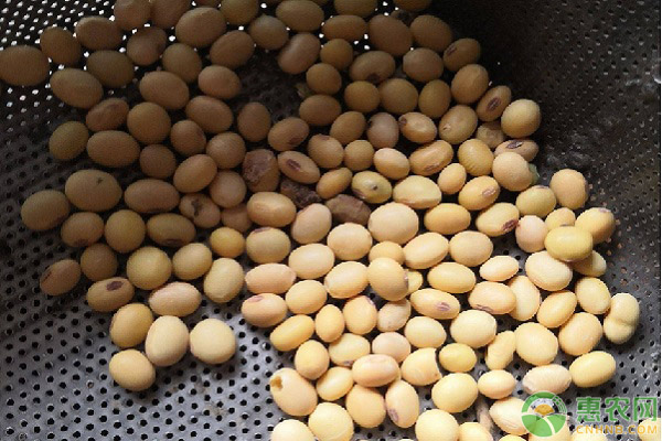 黃豆種植時間和技術(shù)-圖片版權(quán)歸惠農(nóng)網(wǎng)所有