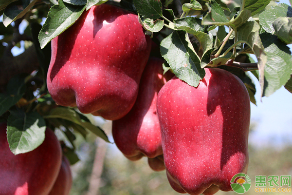 苹果什么季节成熟？