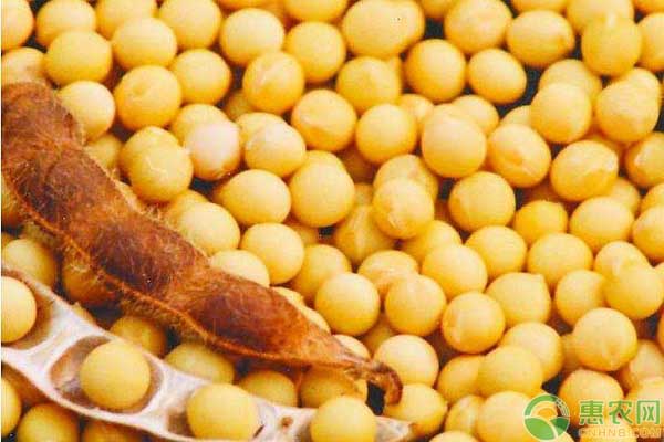黃豆種植時間和技術(shù)-圖片版權(quán)歸惠農(nóng)網(wǎng)所有