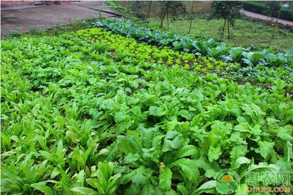 越夏茬蔬菜常見生理性病害及其防治-圖片版權(quán)歸惠農(nóng)網(wǎng)所有