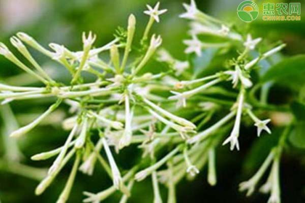 夜來香的養(yǎng)殖方法和注意事項-圖片版權(quán)歸惠農(nóng)網(wǎng)所有