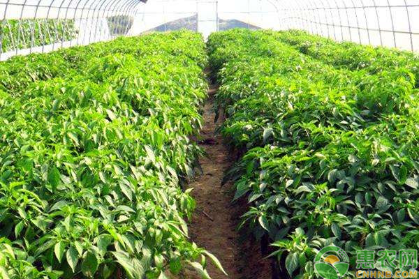 越夏茬蔬菜常見生理性病害及其防治-圖片版權(quán)歸惠農(nóng)網(wǎng)所有