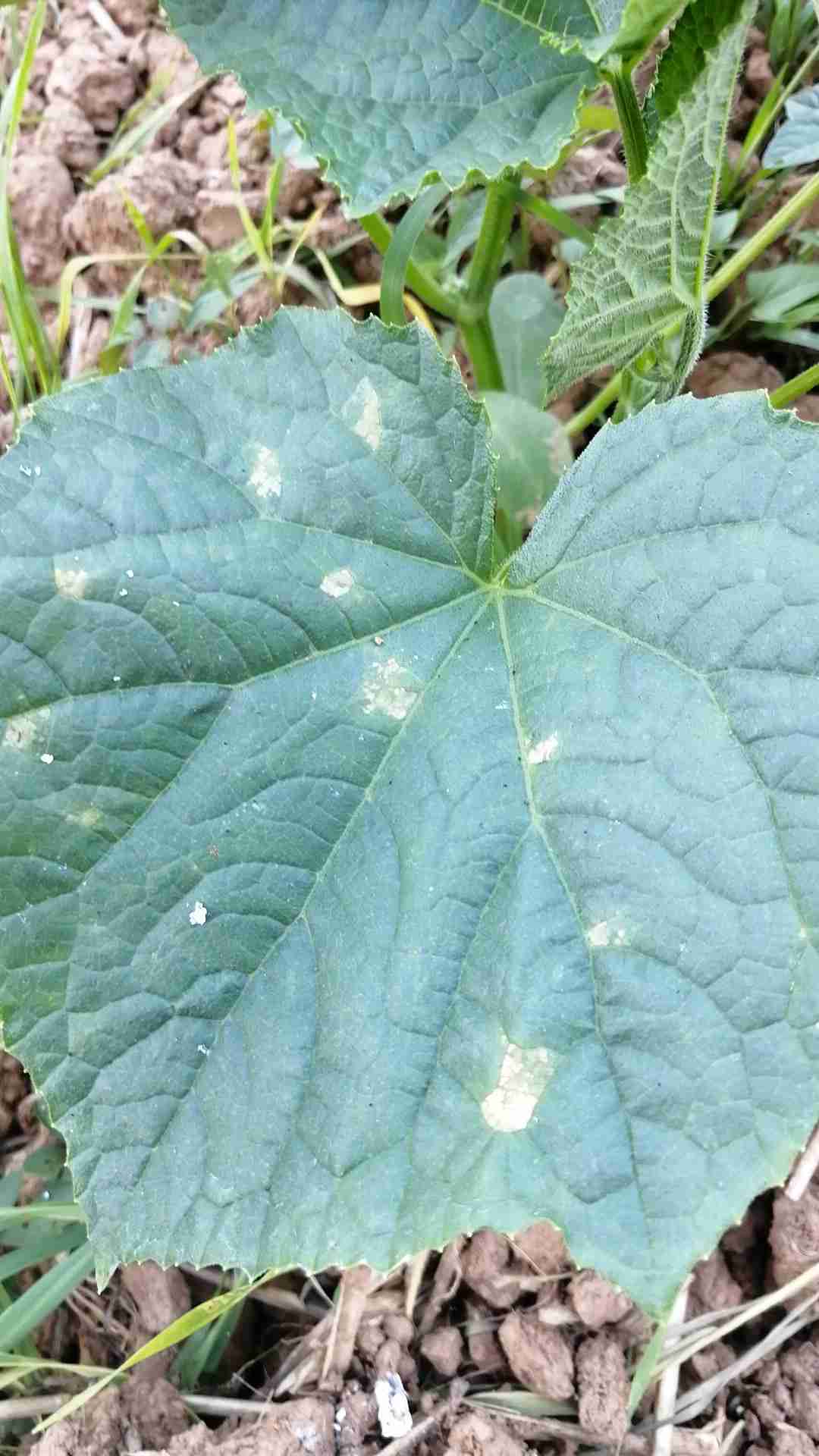 黄瓜细菌性缘叶枯病图片