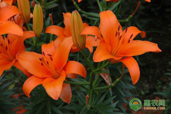 百合花的種植方法與技巧-圖片版權(quán)歸惠農(nóng)網(wǎng)所有