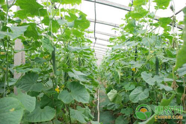大棚蔬菜種植技術(shù)-圖片版權(quán)歸惠農(nóng)網(wǎng)所有
