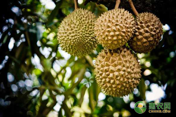 榴蓮怎么種植方法？-圖片版權(quán)歸惠農(nóng)網(wǎng)所有