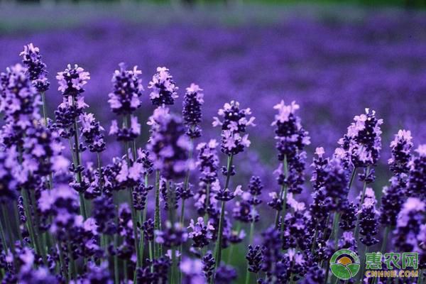 薰衣草什么時候開花？花期如何養(yǎng)護？-圖片版權(quán)歸惠農(nóng)網(wǎng)所有