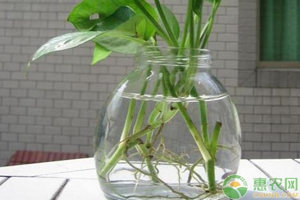 水培綠蘿怎么養(yǎng)才能更旺盛-圖片版權(quán)歸惠農(nóng)網(wǎng)所有
