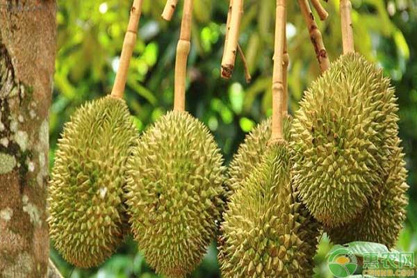 榴蓮怎么種植方法？-圖片版權(quán)歸惠農(nóng)網(wǎng)所有