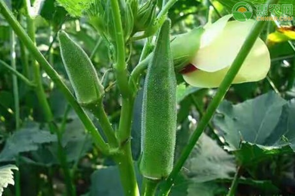 秋葵的種植時(shí)間和方法-圖片版權(quán)歸惠農(nóng)網(wǎng)所有