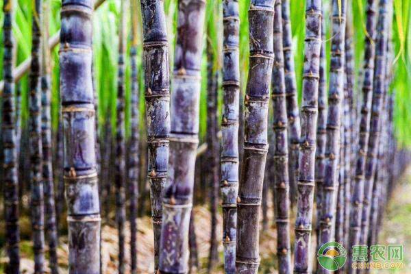 甘蔗要怎么种？甘蔗的种植技术分享-图片版权归惠农网所有