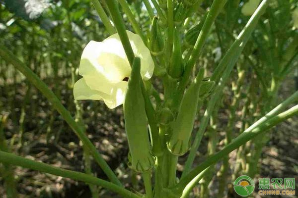 秋葵的種植時(shí)間和方法-圖片版權(quán)歸惠農(nóng)網(wǎng)所有