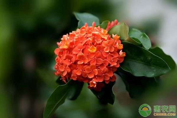 仙丹花掉葉有什么解決辦法？-圖片版權(quán)歸惠農(nóng)網(wǎng)所有