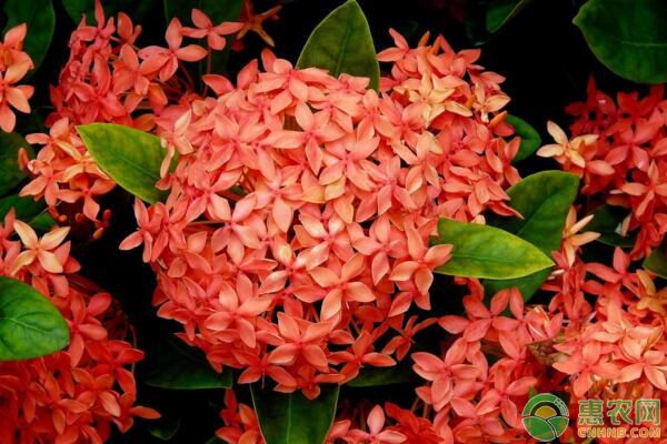 仙丹花掉葉有什么解決辦法？-圖片版權(quán)歸惠農(nóng)網(wǎng)所有