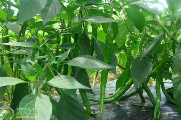 辣椒苗期猝倒病防治技術(shù)-圖片版權(quán)歸惠農(nóng)網(wǎng)所有
