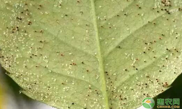 種植課堂：紅蜘蛛用什么藥最有效？-圖片版權歸惠農(nóng)網(wǎng)所有
