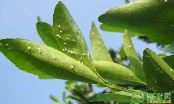 種植課堂：紅蜘蛛用什么藥最有效？-圖片版權歸惠農(nóng)網(wǎng)所有