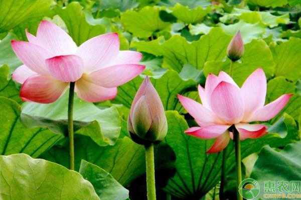荷花是什么季节开的？怎样养护才能开得好？-图片版权归惠农网所有