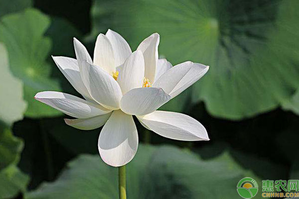 荷花是什么季节开的？怎样养护才能开得好？-图片版权归惠农网所有
