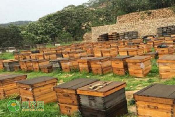 空蜂箱怎么引來蜜蜂？這3種誘蜂方法值得收藏！-圖片版權(quán)歸惠農(nóng)網(wǎng)所有