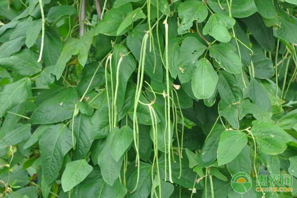 豆角落花落荚怎么办？用什么药？-图片版权归惠农网所有