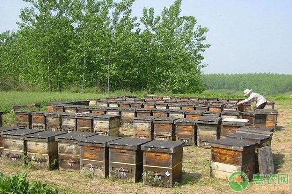 空蜂箱怎么引來蜜蜂？這3種誘蜂方法值得收藏！-圖片版權(quán)歸惠農(nóng)網(wǎng)所有