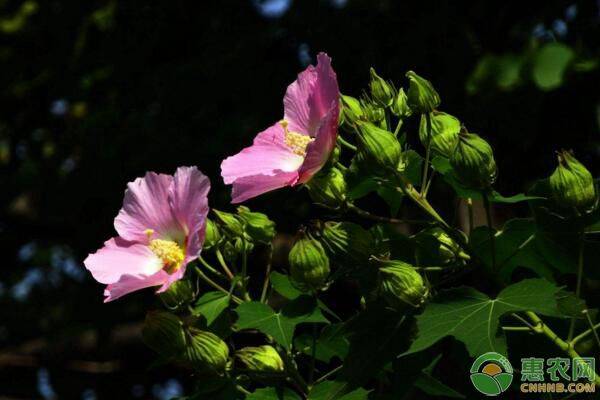 芙蓉花几月开花？如何进行养护？-图片版权归惠农网所有