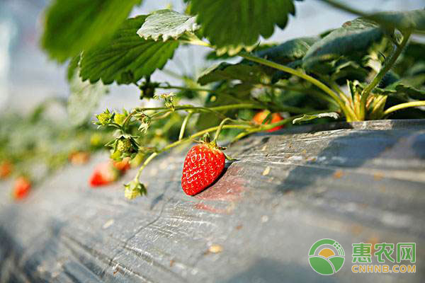 草莓什么時(shí)候種植最好？-圖片版權(quán)歸惠農(nóng)網(wǎng)所有