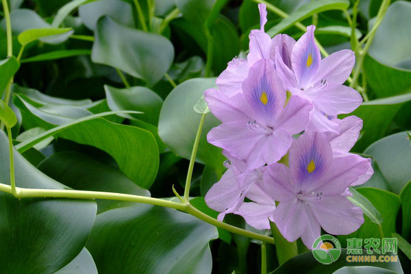 鳳眼蓮的養(yǎng)殖方法-圖片版權(quán)歸惠農(nóng)網(wǎng)所有