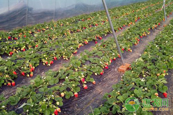 草莓什么時(shí)候種植最好？-圖片版權(quán)歸惠農(nóng)網(wǎng)所有