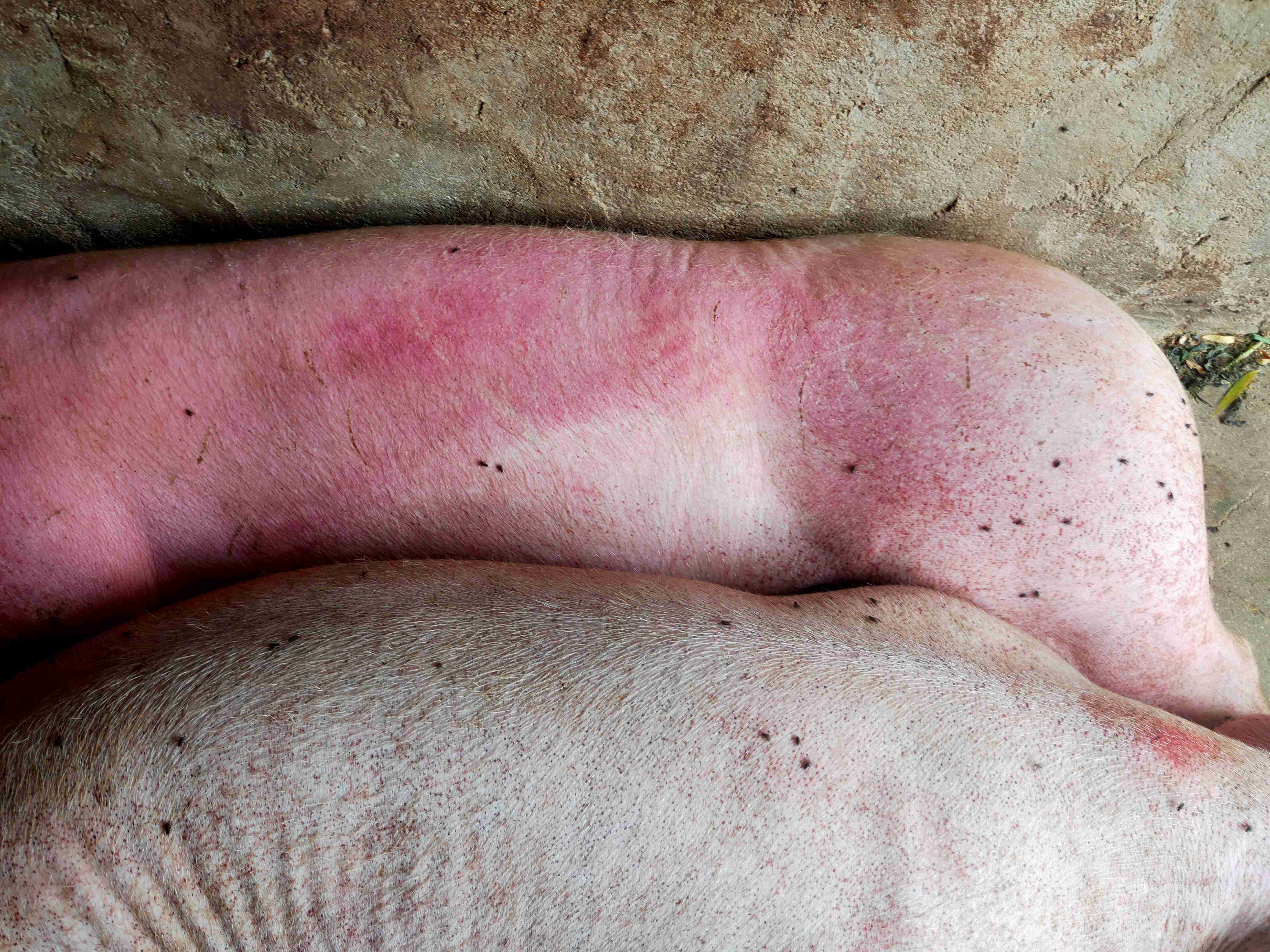 猪的血虫病是什么症状图片