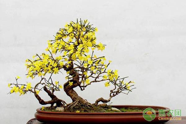 养殖课堂：迎春花盆景怎么养？-图片版权归惠农网所有